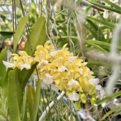 Aerides houlletiana var. alba