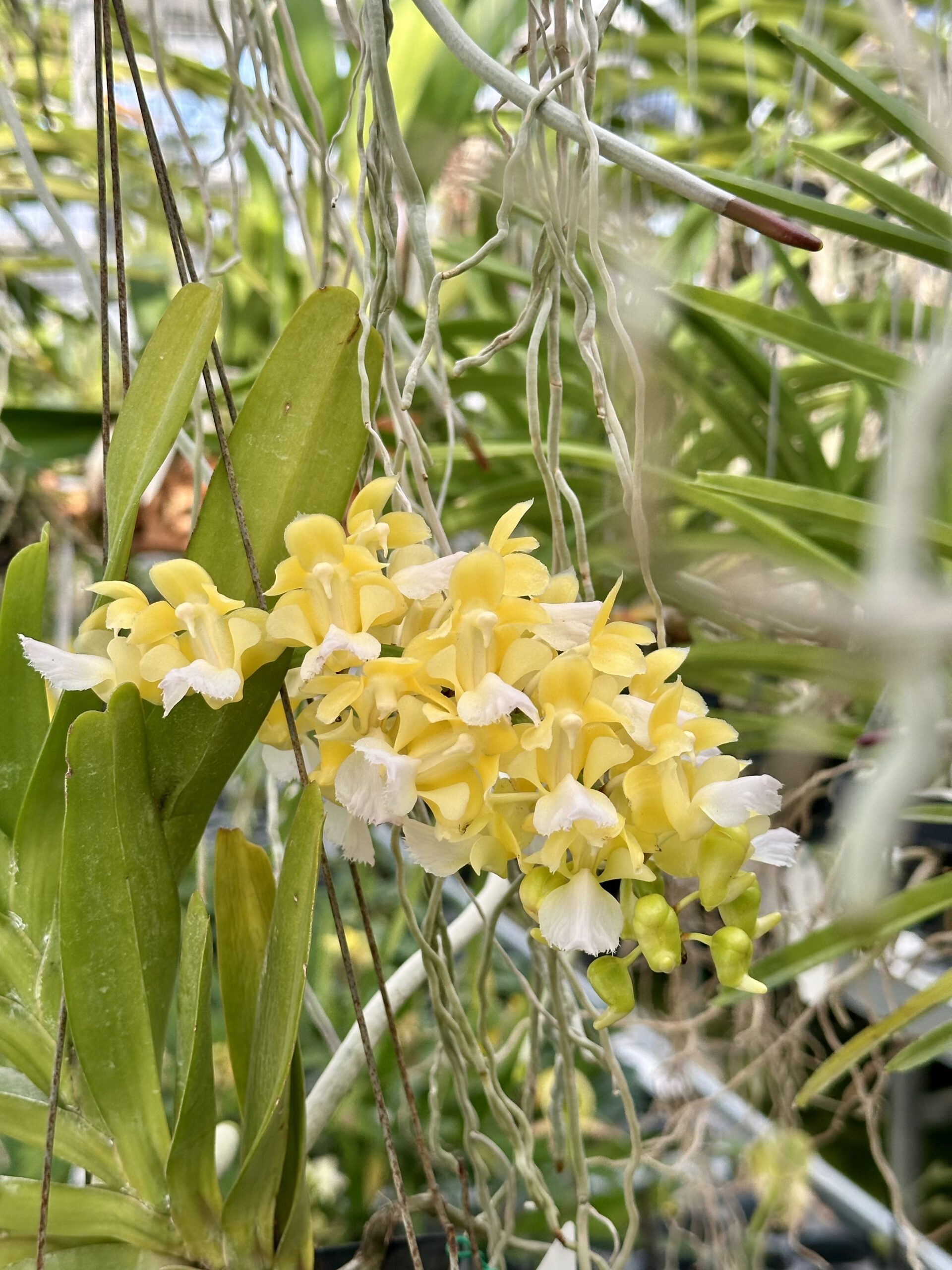 Aerides houlletiana var. alba