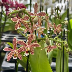 Phalaenopsis Yaphon Pink Lady