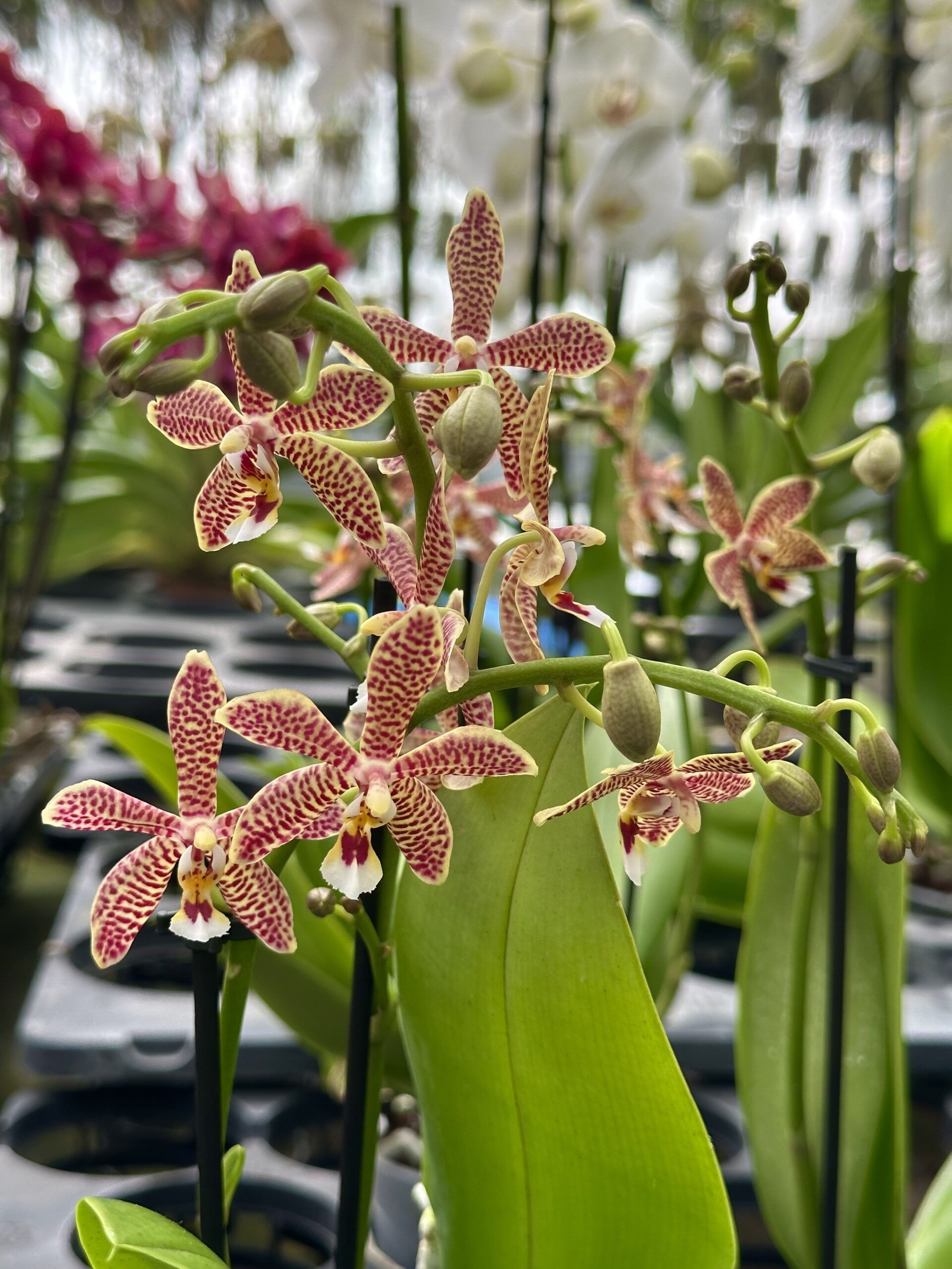 Phalaenopsis Yaphon Pink Lady