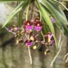 Aerides flabellata