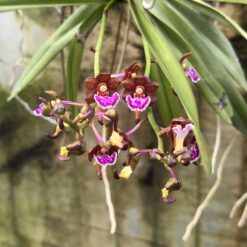 Aerides flabellata