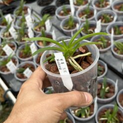 Alternative view of Neofinetia falcata 'Wonhong'