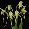 Paphiopedilum Mount Toro alba