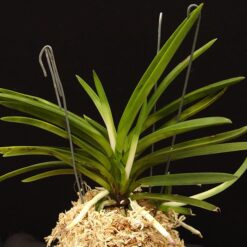 Neofinetia falcata 'Amanokawa'