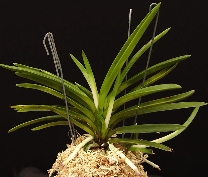 Neofinetia falcata 'Amanokawa'