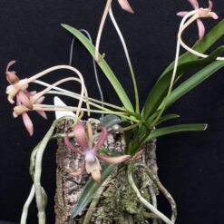 Neofinetia falcata 'Benikaede'