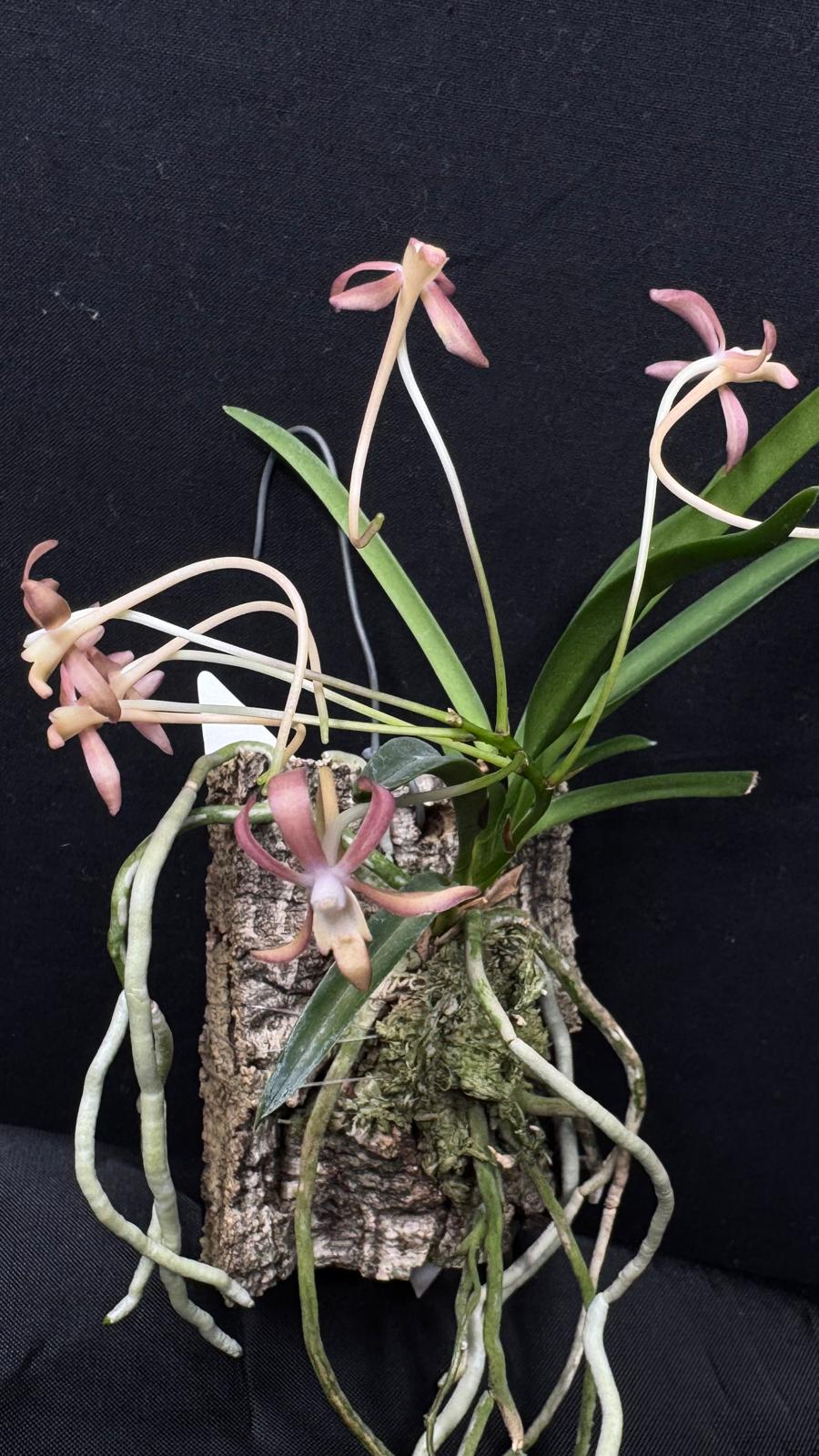 Neofinetia falcata 'Benikaede'