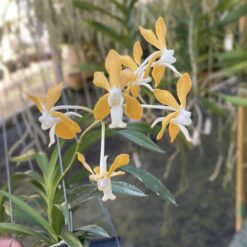 Alternative view of Vanda denisoniana x Neofinetia falcata