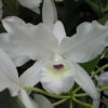 Cattleya skinneri semi alba
