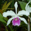Laelia purpurata roxo bispo
