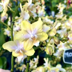 Phalaenopsis Bolgheri Lemon