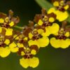 Oncidium Rainer