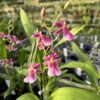 Miltonia Klara