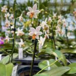 Phalaenopsis Mini Mark