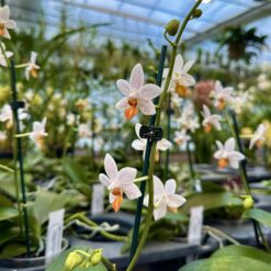 Alternative view of Phalaenopsis Mini Mark