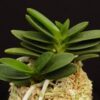 Neofinetia falcata 'Kabutomaru'