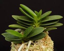 Neofinetia falcata 'Kabutomaru'