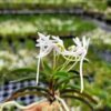 Neofinetia falcata  ‘Unkai’