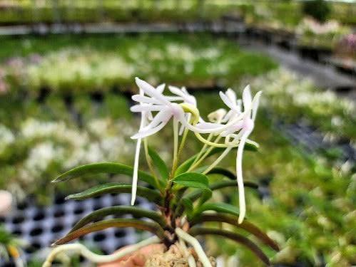 Neofinetia falcata ‘Unkai’