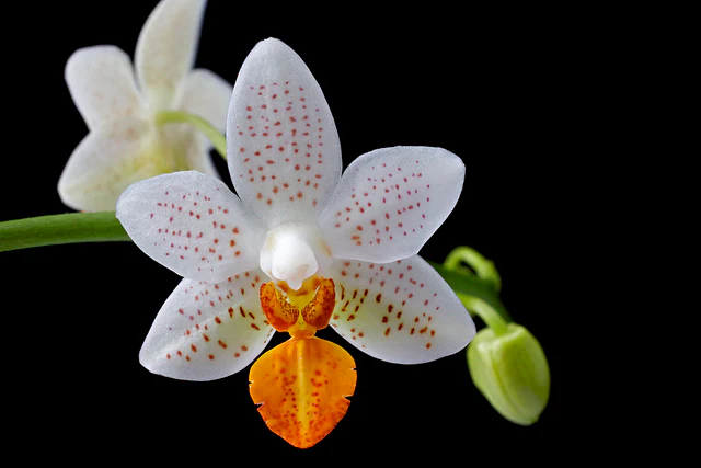Phalaenopsis Mini Mark