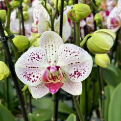 Phalaenopsis Bohemian Goya