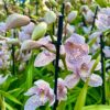 Cymbidium Paulista ‘Pink Puma’