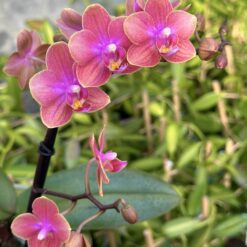 Phalaenopsis Aromio - Floral