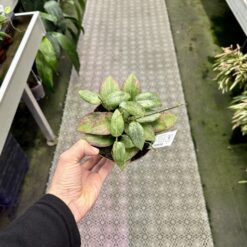 Hoya fitchi