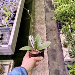 Hoya rundumensis splash