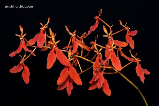 Renanthera imschootiana