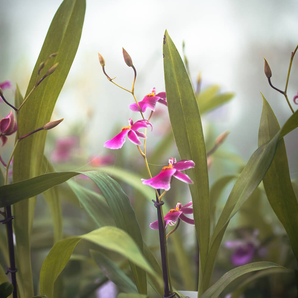 Botanical