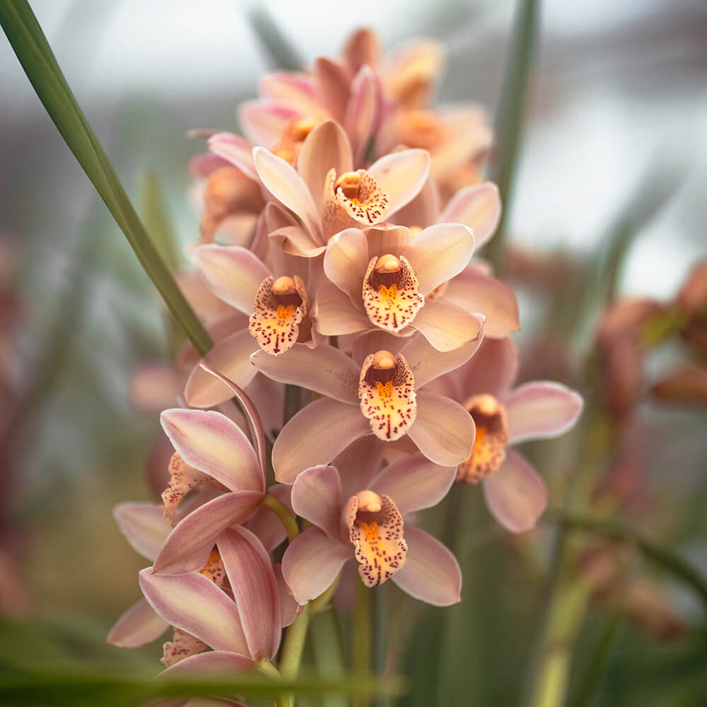 Orchids flowered