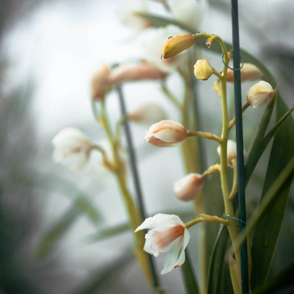 Green plant