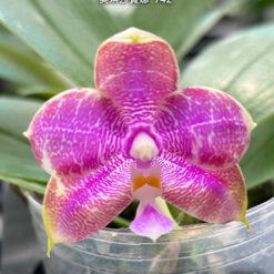 Phalaenopsis Miki Sabina '742'