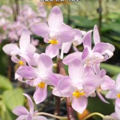 Phalaenopsis equestris 'Mauve' × sib
