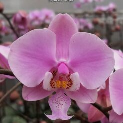 Phalaenopsis schilleriana 'Pink Butterfly' AM/AOS