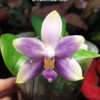 Phalaenopsis violacea var. coerulea (peloric - 2 eyes)