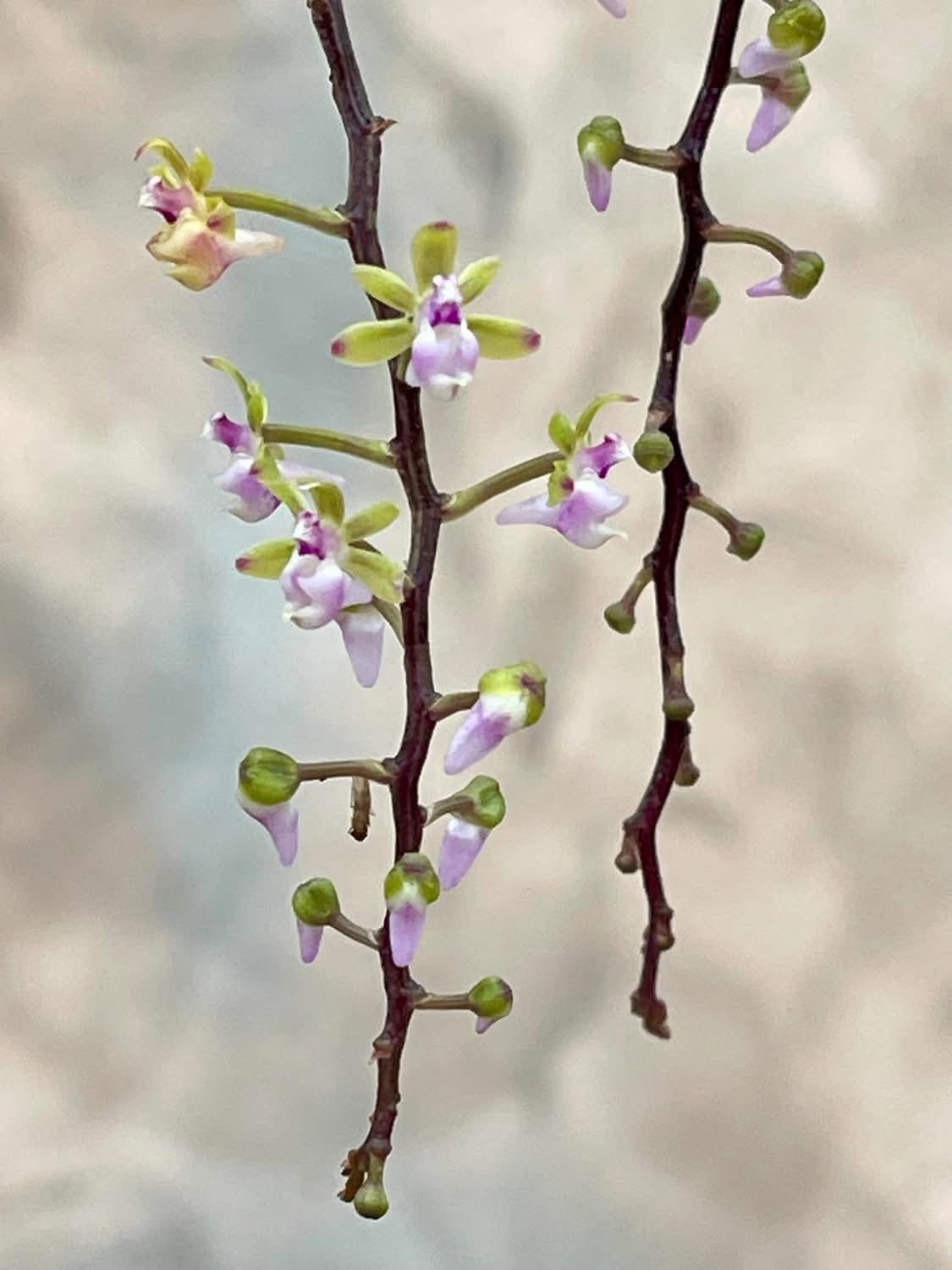Cleisostoma crochetii