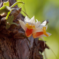 Dendrobium bellatulum