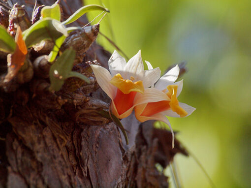 Dendrobium bellatulum