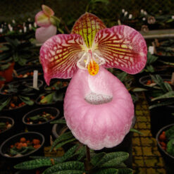 Paphiopedilum micranthum