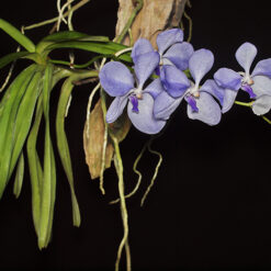 Vanda coerulea
