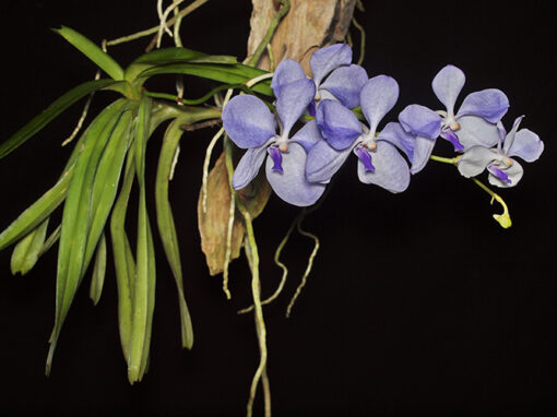 Vanda coerulea