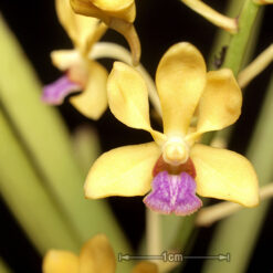 Alternative view of Vanda testacea