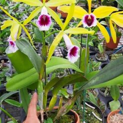 Laelia tenebrosa aurea x sib