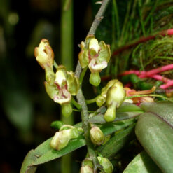 Phalaenopsis mirabilis
