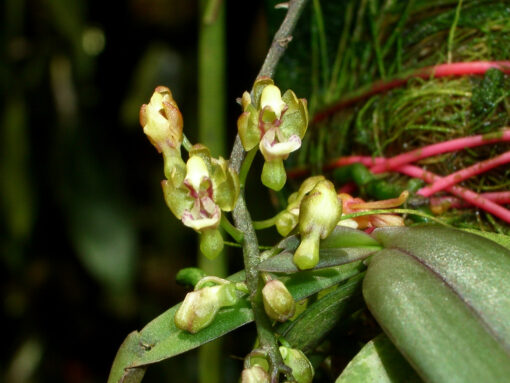 Phalaenopsis mirabilis
