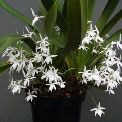 Jumellea arachnantha