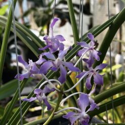 Paraphalaenopsis serpentilingua x Rhynchostylis coelestis